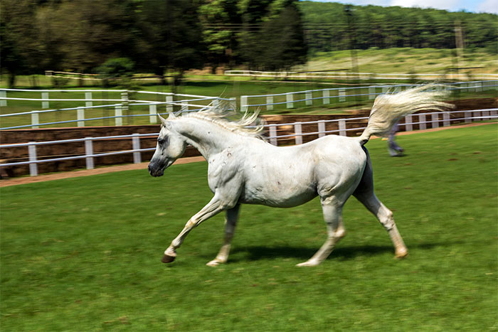 Al Miqdad Arabians