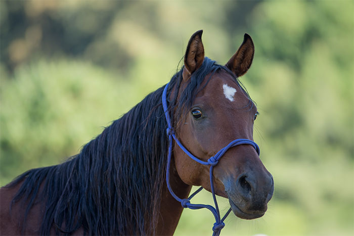 Al Miqdad Arabians