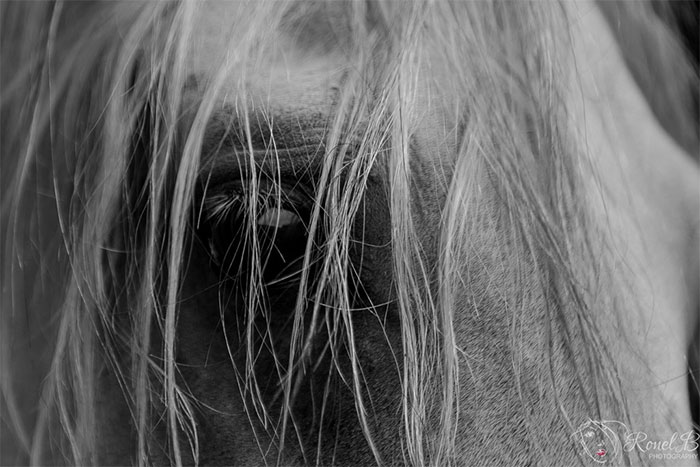 Al Miqdad Arabians