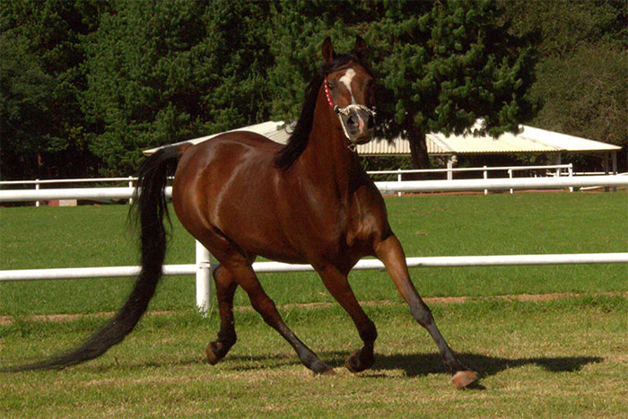Al Miqdad Arabians