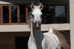 Al Miqdad Arabians