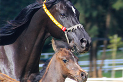 Al Miqdad Arabians