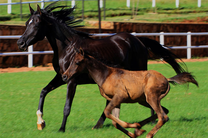 Al Miqdad Arabians