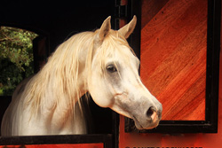 Al Miqdad Arabians