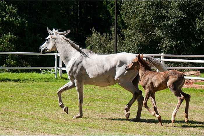 Al Miqdad Arabians