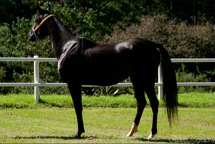 Al Miqdad Arabians
