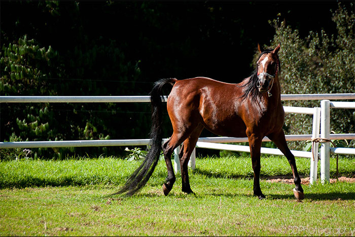 Al Miqdad Arabians