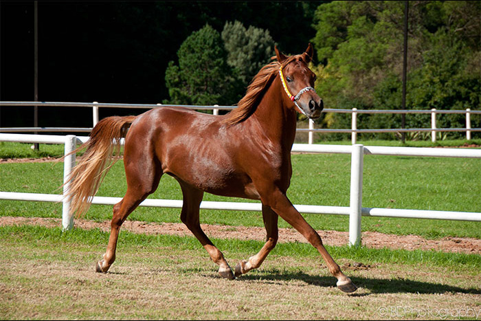 Al Miqdad Arabians