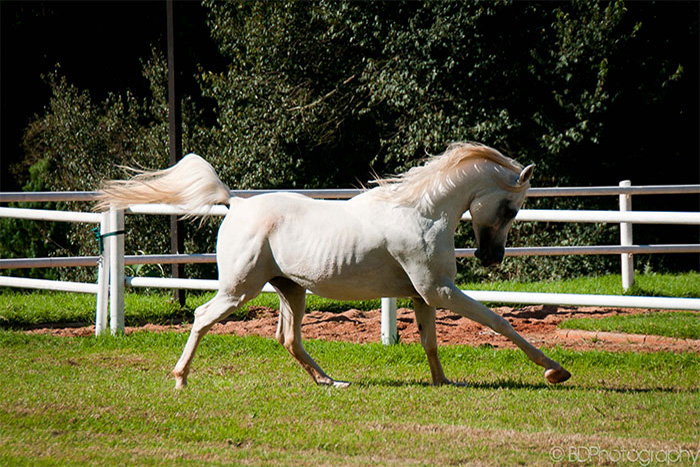 Al Miqdad Arabians