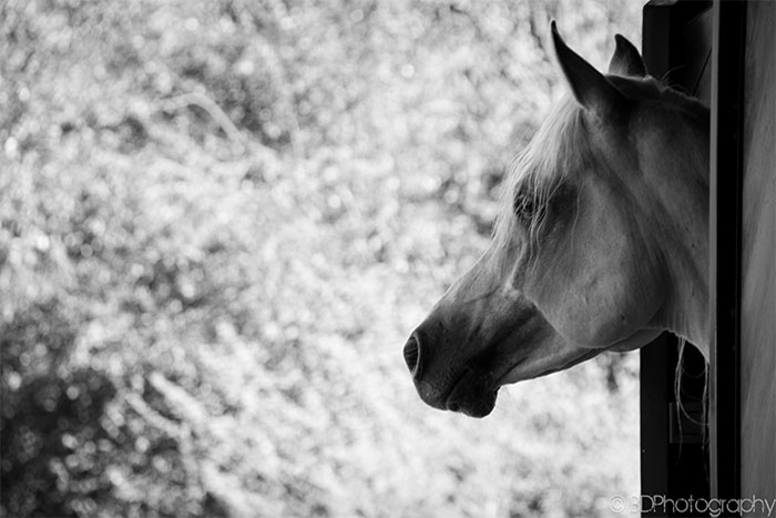 Al Miqdad Arabians