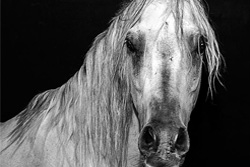 Al Miqdad Arabians