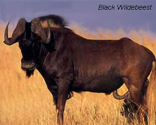 Black-Wildebeest