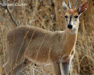 Brown-Duiker