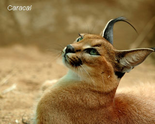Caracal