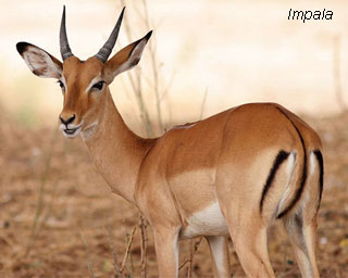 Impala
