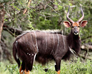 Nyala