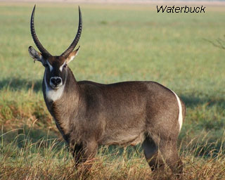 Waterbuck
