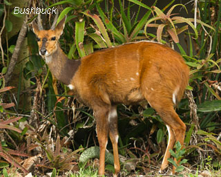 bushbuck