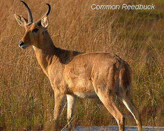 common-reedbuck