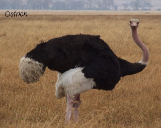 ostrich