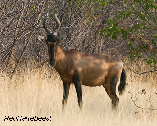 red_hartebeest