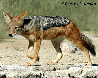 silver-back-jackal