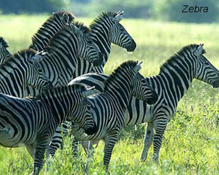 zebra