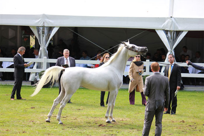 Egyptian Event Europe 2011