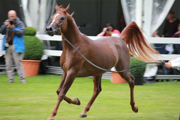 Egyptian Event Europe 2011