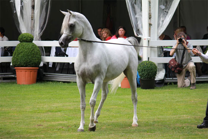 Egyptian Event Europe 2011