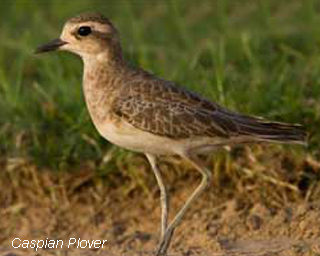 Caspian Plover