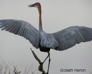 Goliath-heron