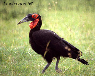 Ground Hornbill