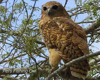 Pel's Fishing Owl
