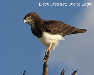 black-breasted-snake-eagle