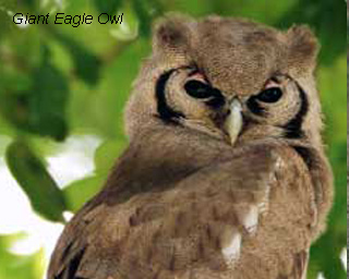 gaint-eagle-owl