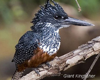 giant-kingfisher
