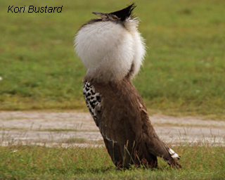 Kori Bustard