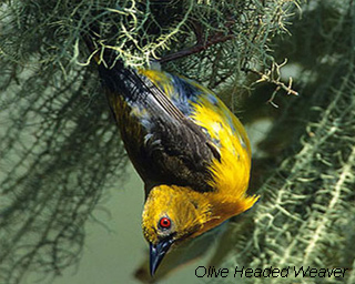 olive-headed-weaver