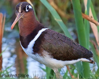 painted-snipe