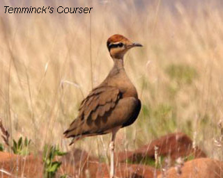 Temminck's Courser