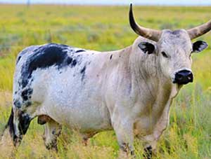 cattle