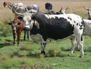 cattle