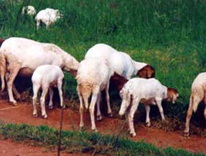 Sheep